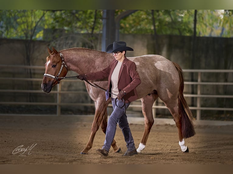 Hot Hits Only American Quarter Horse Stallone Roano rosso in Pöttsching