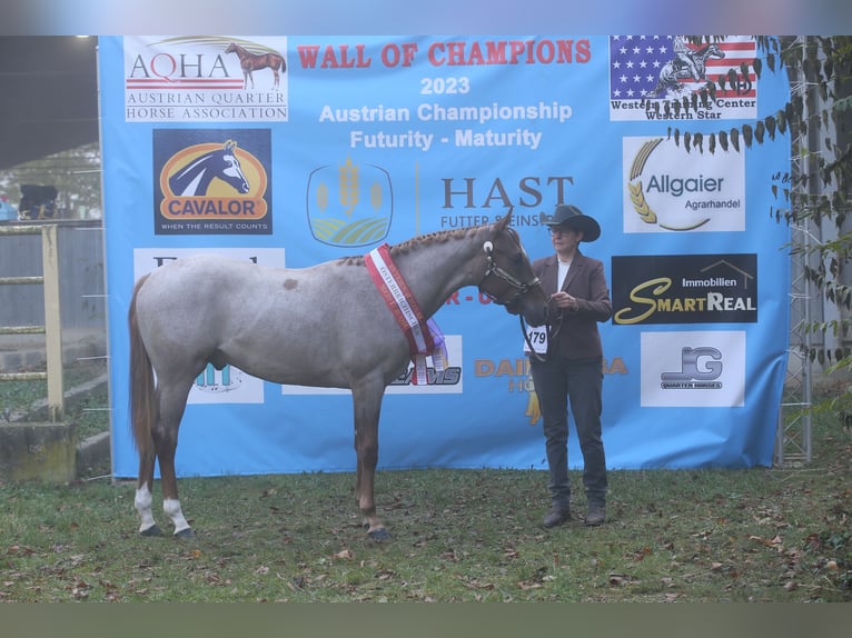 Hot Hits Only American Quarter Horse Stallone Roano rosso in Pöttsching