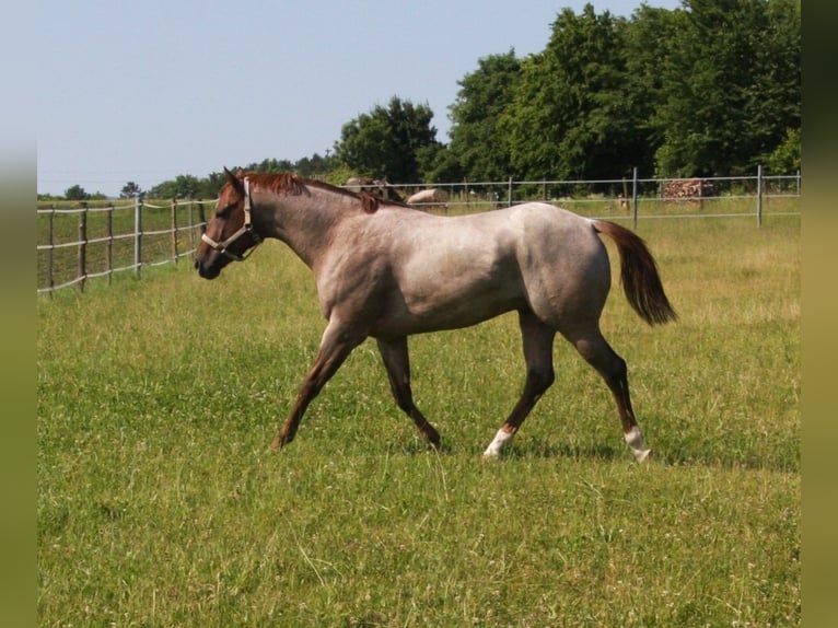 Hot Hits Only Quarter horse américain Étalon Rouan Rouge in Pöttsching