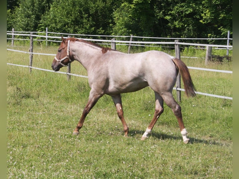 Hot Hits Only Quarter horse américain Étalon Rouan Rouge in Pöttsching