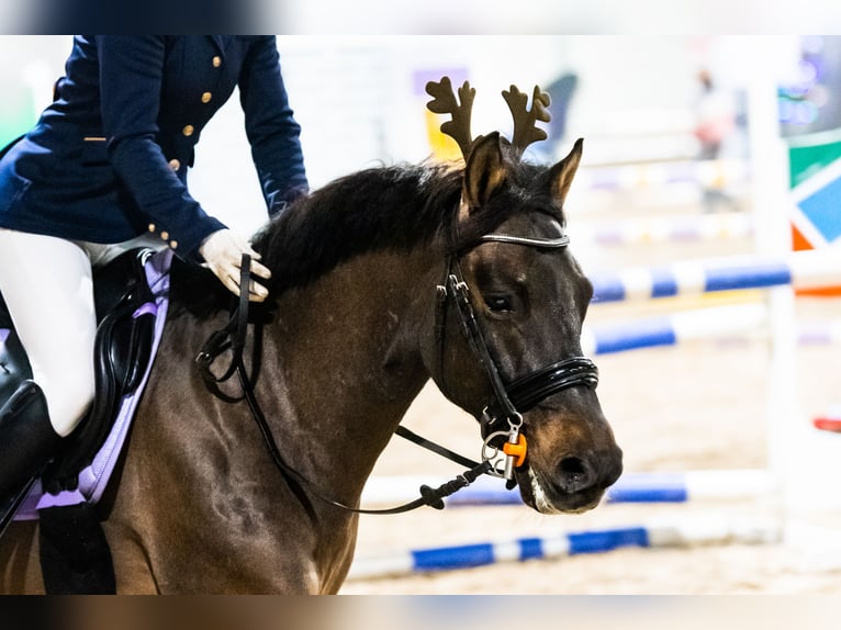 Huçul / Hucul / Huzul Castrone 12 Anni 136 cm Baio scuro in Gdańsk