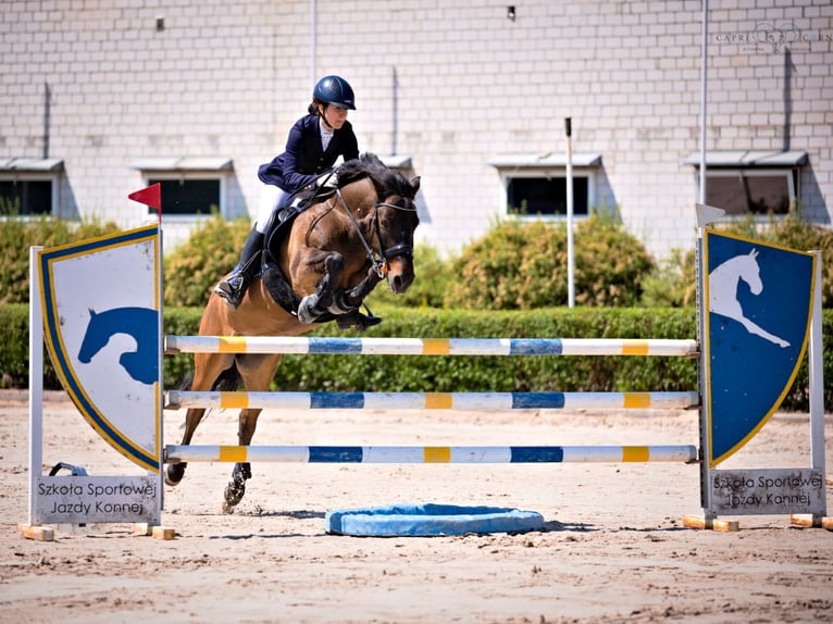 Huçul / Hucul / Huzul Castrone 12 Anni 136 cm Baio scuro in Gdańsk