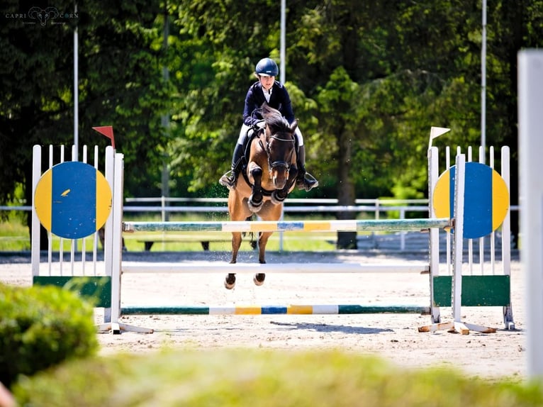 Huçul / Hucul / Huzul Castrone 12 Anni 136 cm Baio scuro in Gdańsk