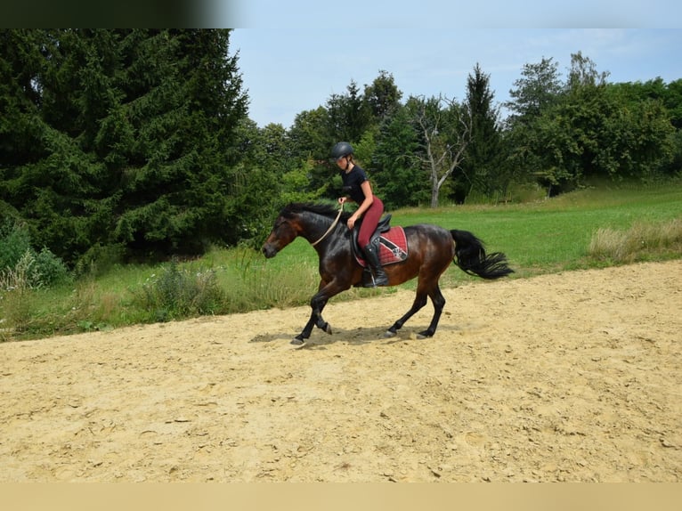 Huçul / Hucul / Huzul Castrone 13 Anni 145 cm Baio in St.Pölten