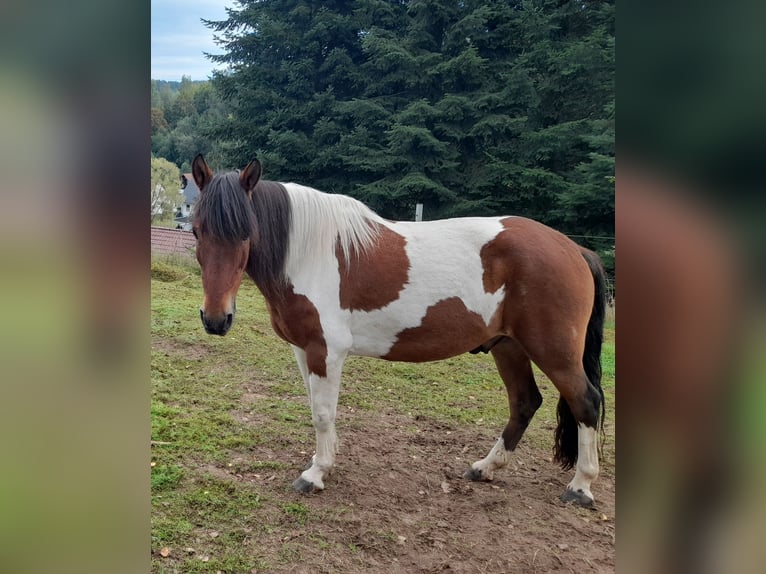 Huçul / Hucul / Huzul Castrone 17 Anni 140 cm Pezzato in Suhl