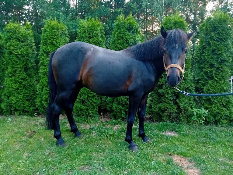 Huçul / Hucul / Huzul Castrone 2 Anni 133 cm Baio nero in Zalesie Górne