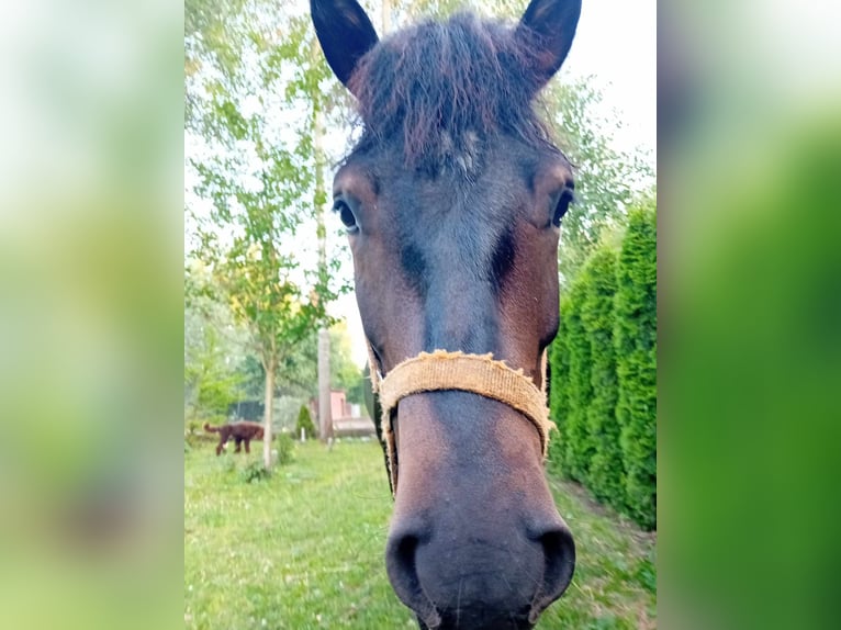 Huçul / Hucul / Huzul Castrone 2 Anni 133 cm Baio nero in Zalesie Górne