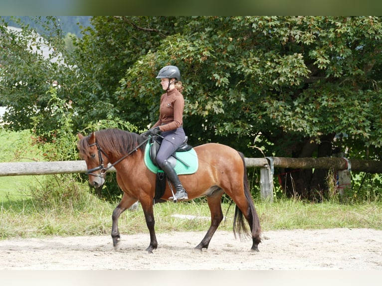 Huçul / Hucul / Huzul Castrone 3 Anni 143 cm Falbo in Ramsau