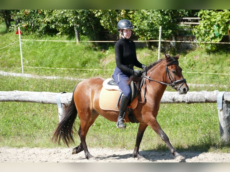 Huçul / Hucul / Huzul Castrone 3 Anni 143 cm Falbo in Ramsau