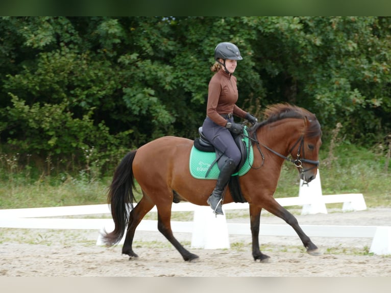 Huçul / Hucul / Huzul Castrone 3 Anni 143 cm Falbo in Ramsau