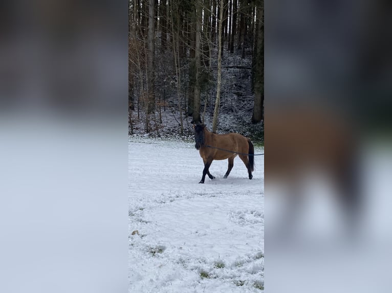 Huçul / Hucul / Huzul Castrone 4 Anni 137 cm Falbo in Dietramszell