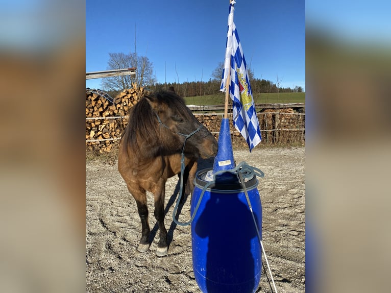 Huçul / Hucul / Huzul Castrone 4 Anni 137 cm Falbo in Dietramszell