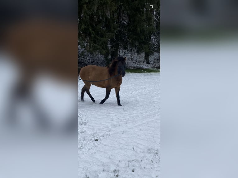 Huçul / Hucul / Huzul Castrone 4 Anni 137 cm Falbo in Dietramszell