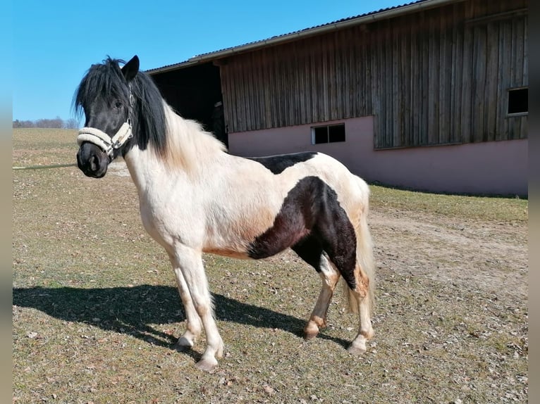 Huçul / Hucul / Huzul Castrone 4 Anni 138 cm Pezzato in Bayerbach