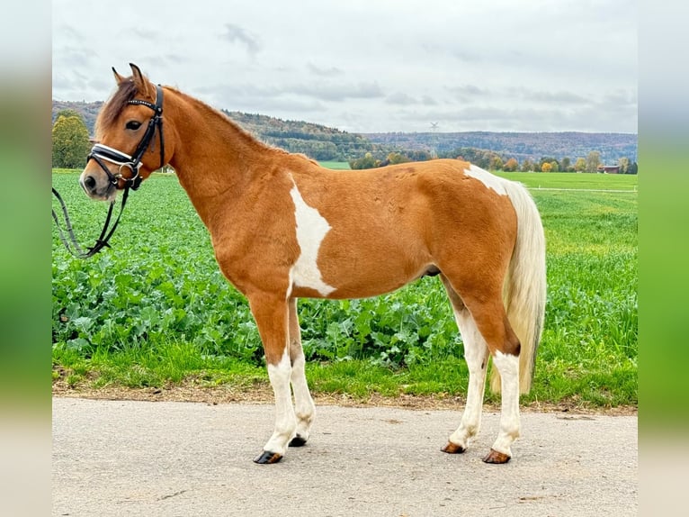 Huçul / Hucul / Huzul Castrone 4 Anni 138 cm Pezzato in Riedlingen