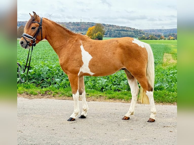 Huçul / Hucul / Huzul Castrone 4 Anni 138 cm Pezzato in Riedlingen