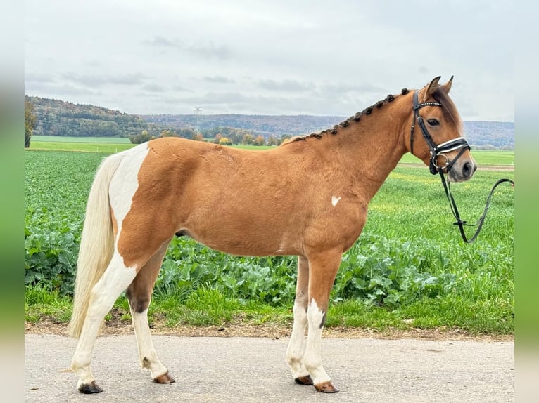 Huçul / Hucul / Huzul Castrone 4 Anni 138 cm Pezzato in Riedlingen