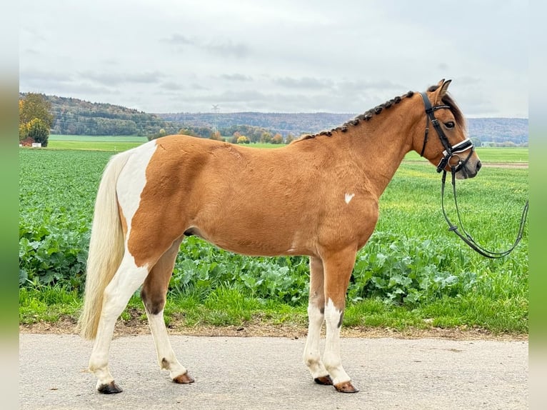 Huçul / Hucul / Huzul Castrone 4 Anni 138 cm Pezzato in Riedlingen