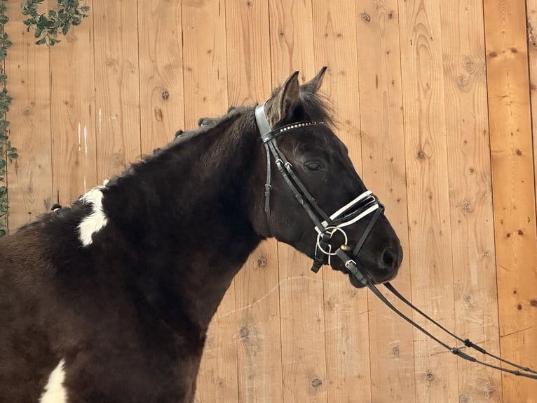 Huçul / Hucul / Huzul Castrone 4 Anni 142 cm Pezzato in Riedlingen