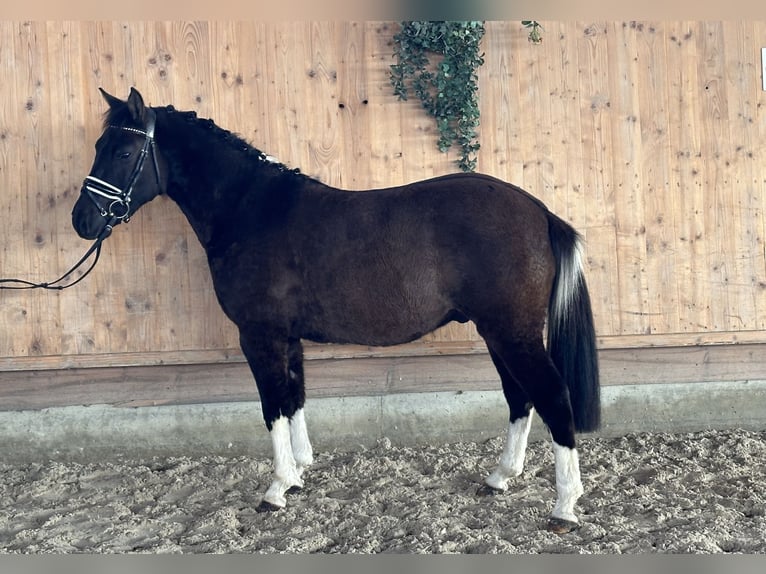 Huçul / Hucul / Huzul Castrone 4 Anni 142 cm Pezzato in Riedlingen