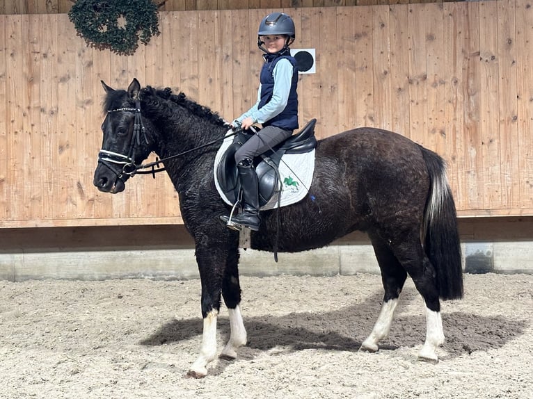 Huçul / Hucul / Huzul Castrone 4 Anni 142 cm Pezzato in Riedlingen