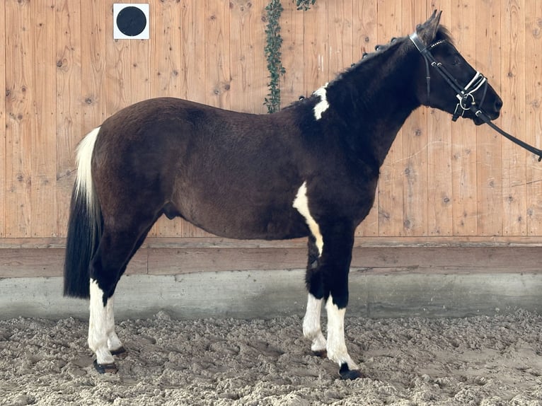 Huçul / Hucul / Huzul Castrone 4 Anni 142 cm Pezzato in Riedlingen