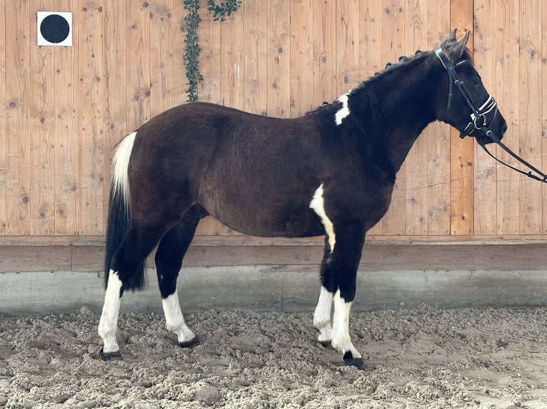 Huçul / Hucul / Huzul Castrone 4 Anni 142 cm Pezzato in Riedlingen