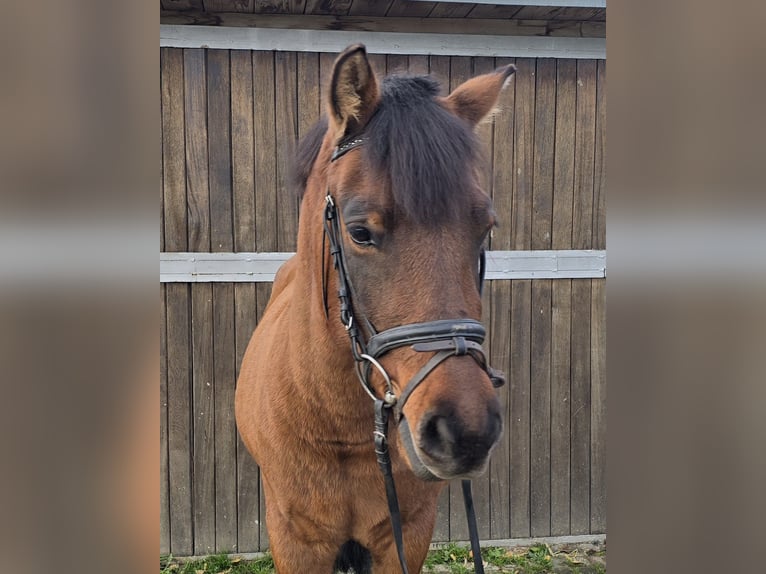 Huçul / Hucul / Huzul Castrone 4 Anni 144 cm Baio in Mülheim an der Ruhr