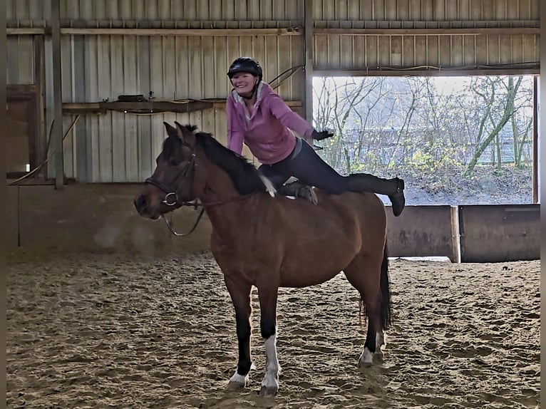 Huçul / Hucul / Huzul Castrone 4 Anni 144 cm Baio in Mülheim an der Ruhr