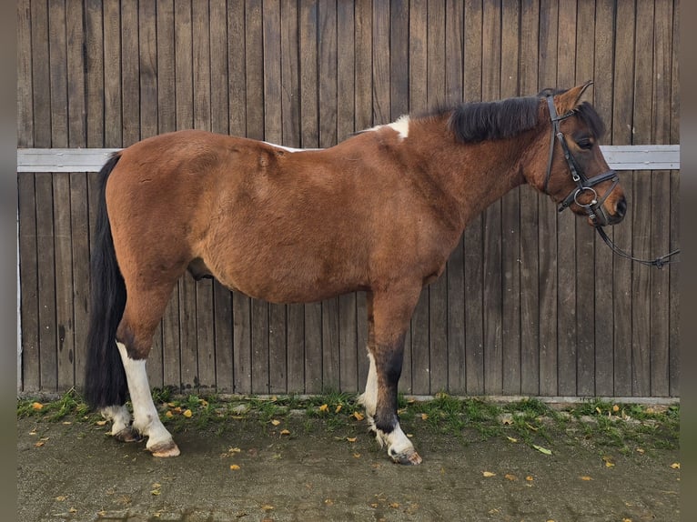 Huçul / Hucul / Huzul Castrone 4 Anni 144 cm Baio in Mülheim an der Ruhr