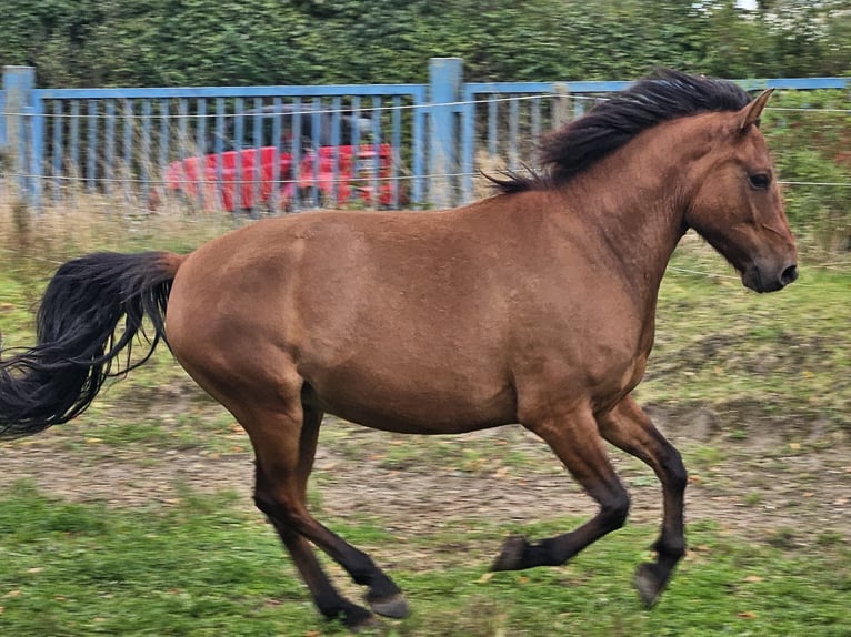 Huçul / Hucul / Huzul Castrone 4 Anni 145 cm in Niederzier