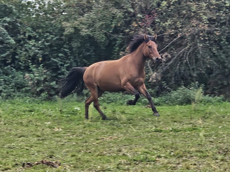 Huçul / Hucul / Huzul Castrone 4 Anni 145 cm in Niederzier