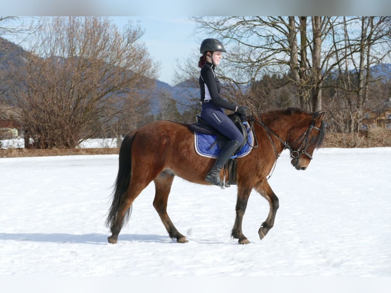 Huçul / Hucul / Huzul Castrone 4 Anni 146 cm Falbo in Ramsau Dachstein