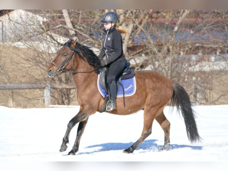 Huçul / Hucul / Huzul Castrone 4 Anni 146 cm Falbo in Ramsau Dachstein