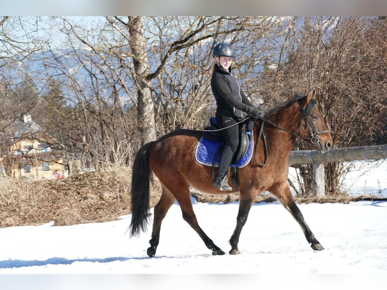 Huçul / Hucul / Huzul Castrone 4 Anni 146 cm Falbo in Ramsau Dachstein