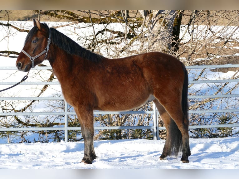 Huçul / Hucul / Huzul Castrone 4 Anni 146 cm Falbo in Ramsau Dachstein