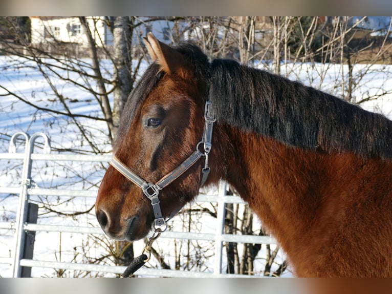 Huçul / Hucul / Huzul Castrone 4 Anni 146 cm Falbo in Ramsau Dachstein