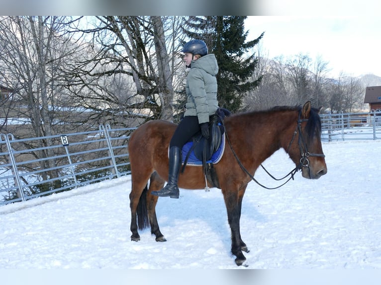 Huçul / Hucul / Huzul Castrone 4 Anni 146 cm Falbo in Ramsau Dachstein