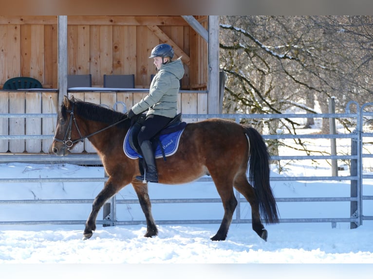 Huçul / Hucul / Huzul Castrone 4 Anni 146 cm Falbo in Ramsau Dachstein