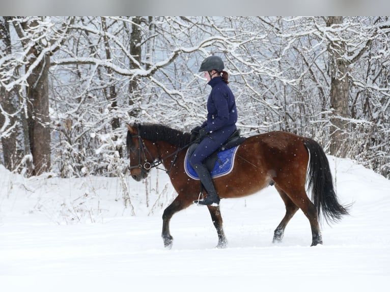 Huçul / Hucul / Huzul Castrone 4 Anni 146 cm Falbo in Ramsau Dachstein