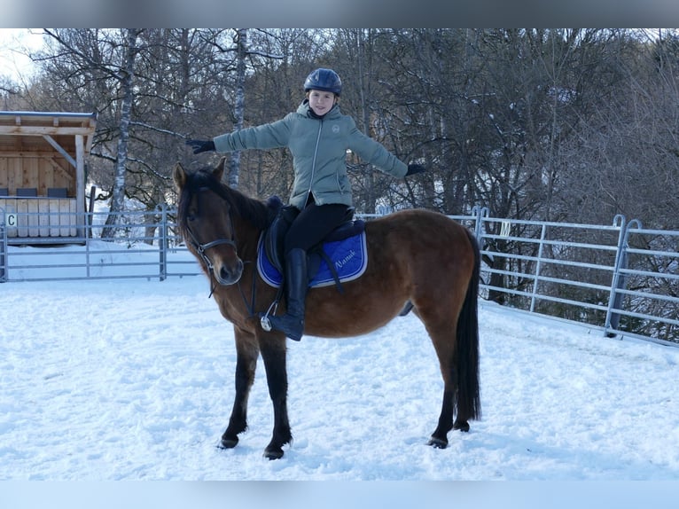 Huçul / Hucul / Huzul Castrone 4 Anni 146 cm Falbo in Ramsau Dachstein