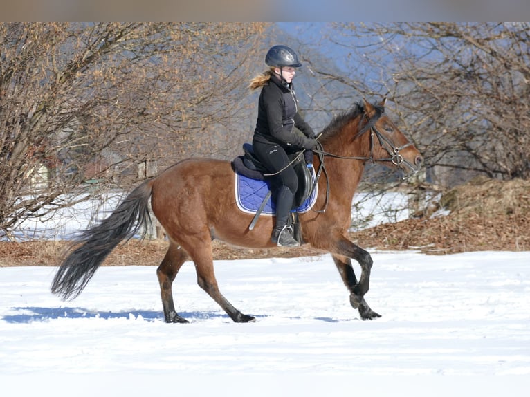 Huçul / Hucul / Huzul Castrone 4 Anni 146 cm Falbo in Ramsau Dachstein