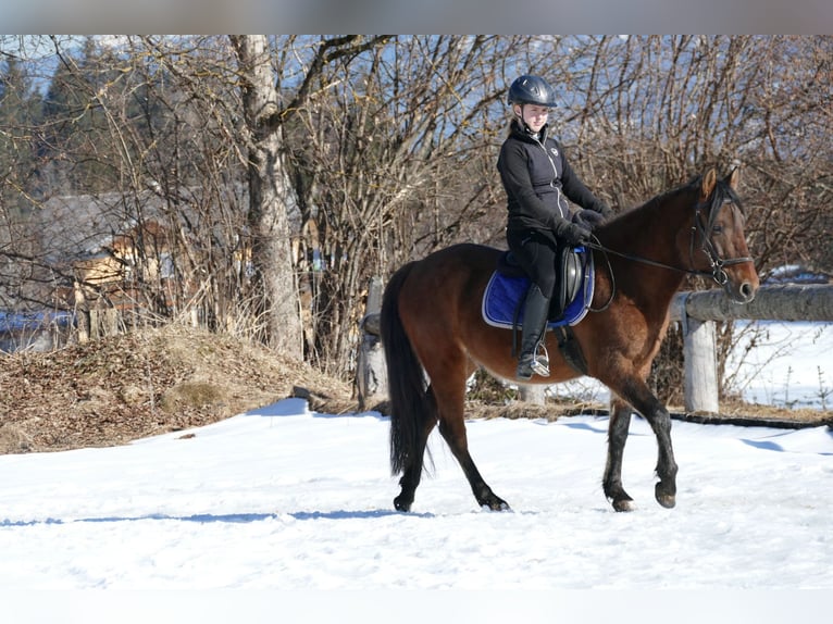 Huçul / Hucul / Huzul Castrone 4 Anni 146 cm Falbo in Ramsau Dachstein