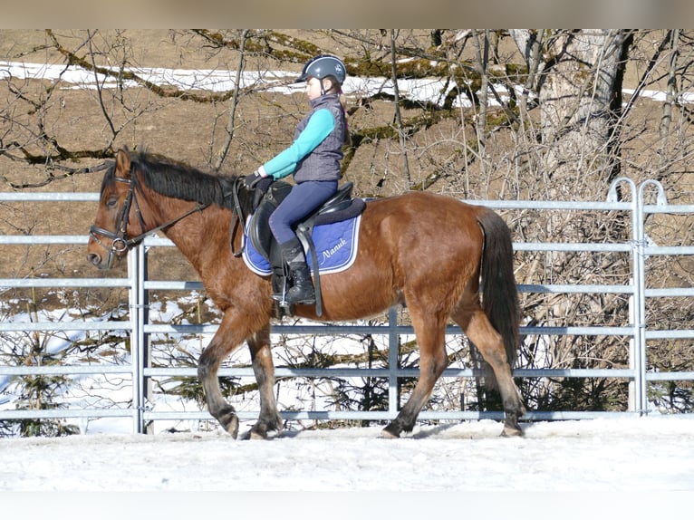 Huçul / Hucul / Huzul Castrone 4 Anni 146 cm Falbo in Ramsau Dachstein