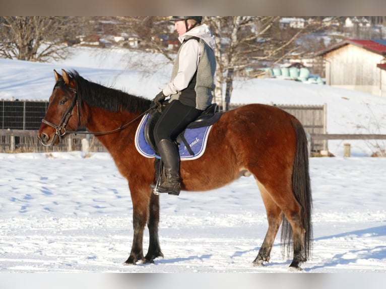 Huçul / Hucul / Huzul Castrone 4 Anni 146 cm Falbo in Ramsau Dachstein