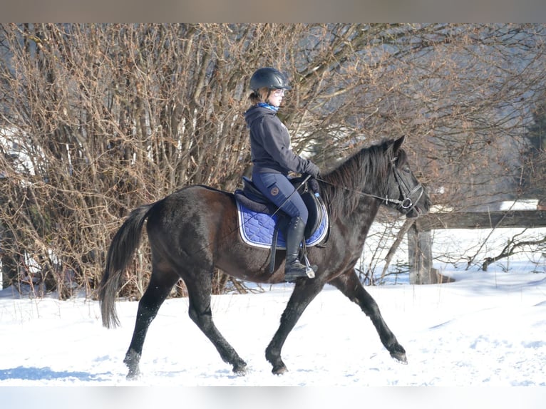 Huçul / Hucul / Huzul Castrone 4 Anni 146 cm Morello in Ramsau