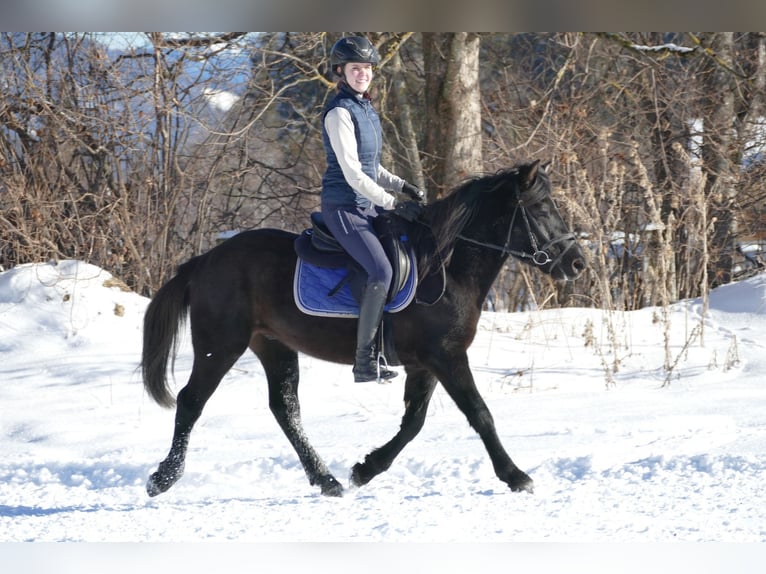 Huçul / Hucul / Huzul Castrone 4 Anni 146 cm Morello in Ramsau