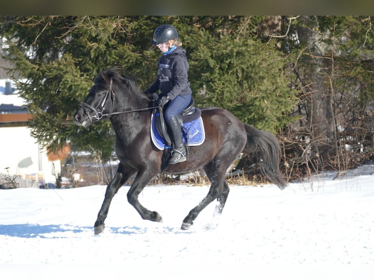 Huçul / Hucul / Huzul Castrone 4 Anni 146 cm Morello in Ramsau