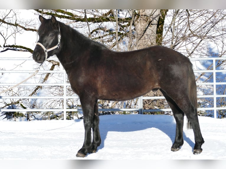 Huçul / Hucul / Huzul Castrone 4 Anni 146 cm Morello in Ramsau