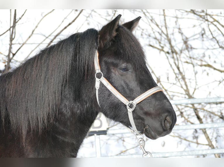 Huçul / Hucul / Huzul Castrone 4 Anni 146 cm Morello in Ramsau